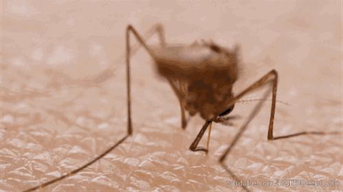 泰国青草止痒膏正品方便携带,夏季必备泰国青草膏