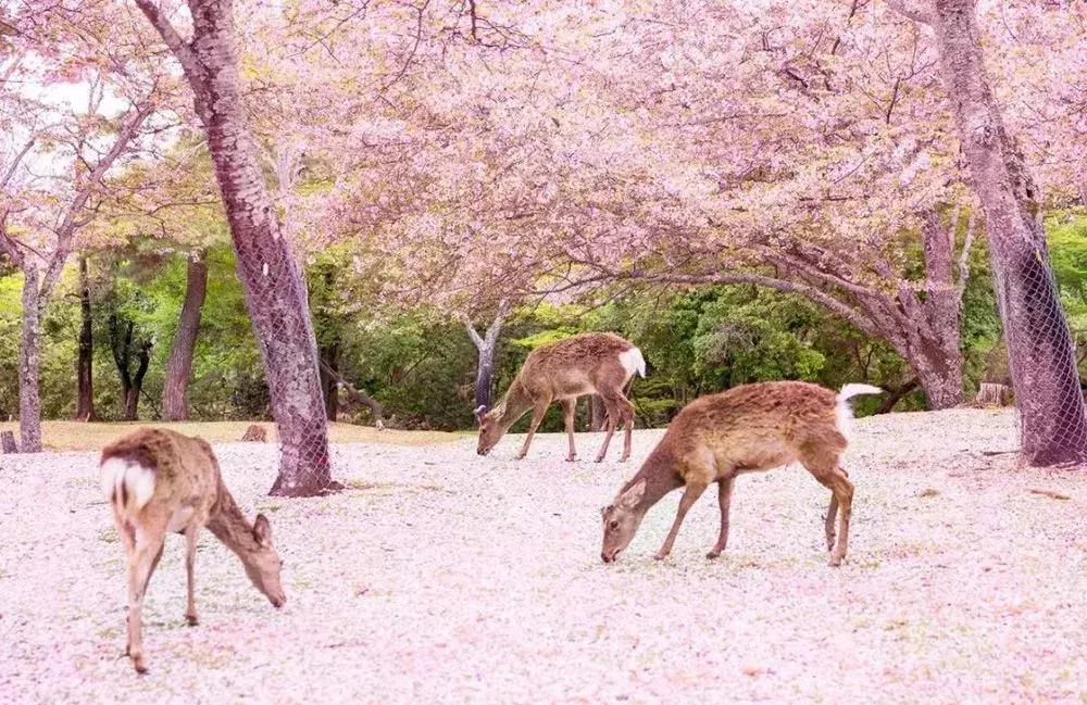日本奈良的鹿有多厉害,日本奈良梅花鹿