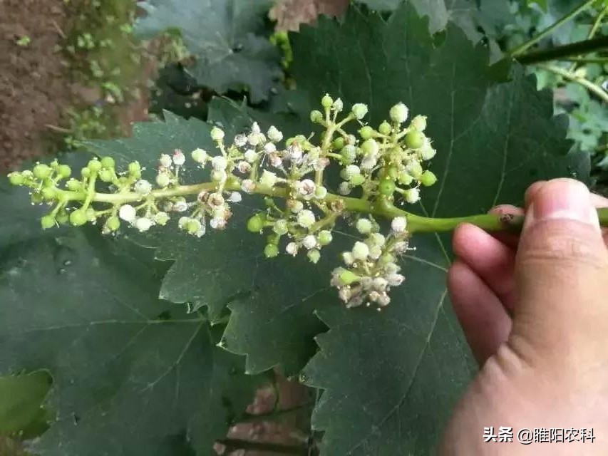 葡萄5大病害高效防治方案,葡萄坏了有什么症状