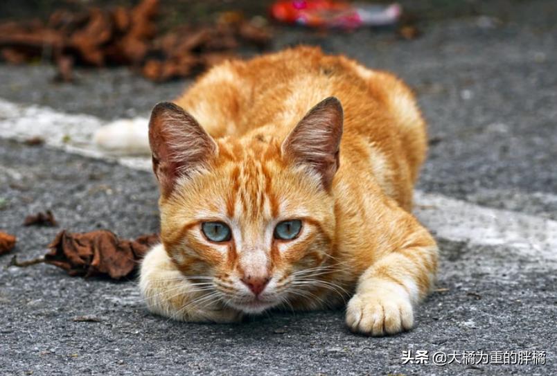 公猫总是叫唤个不停怎么回事,公猫老是叫个不停为什么