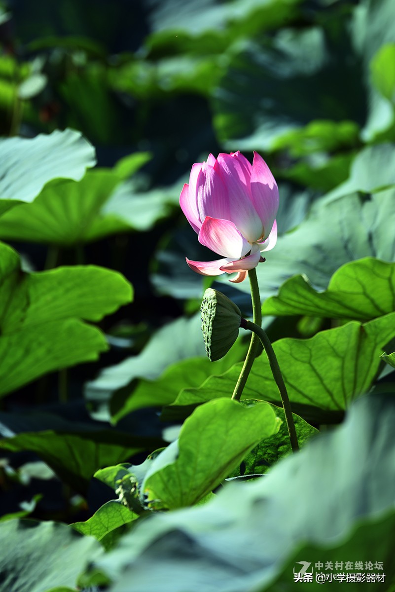 尼康180-400镜头有啥缺点,尼康长焦拍摄风景性价比高