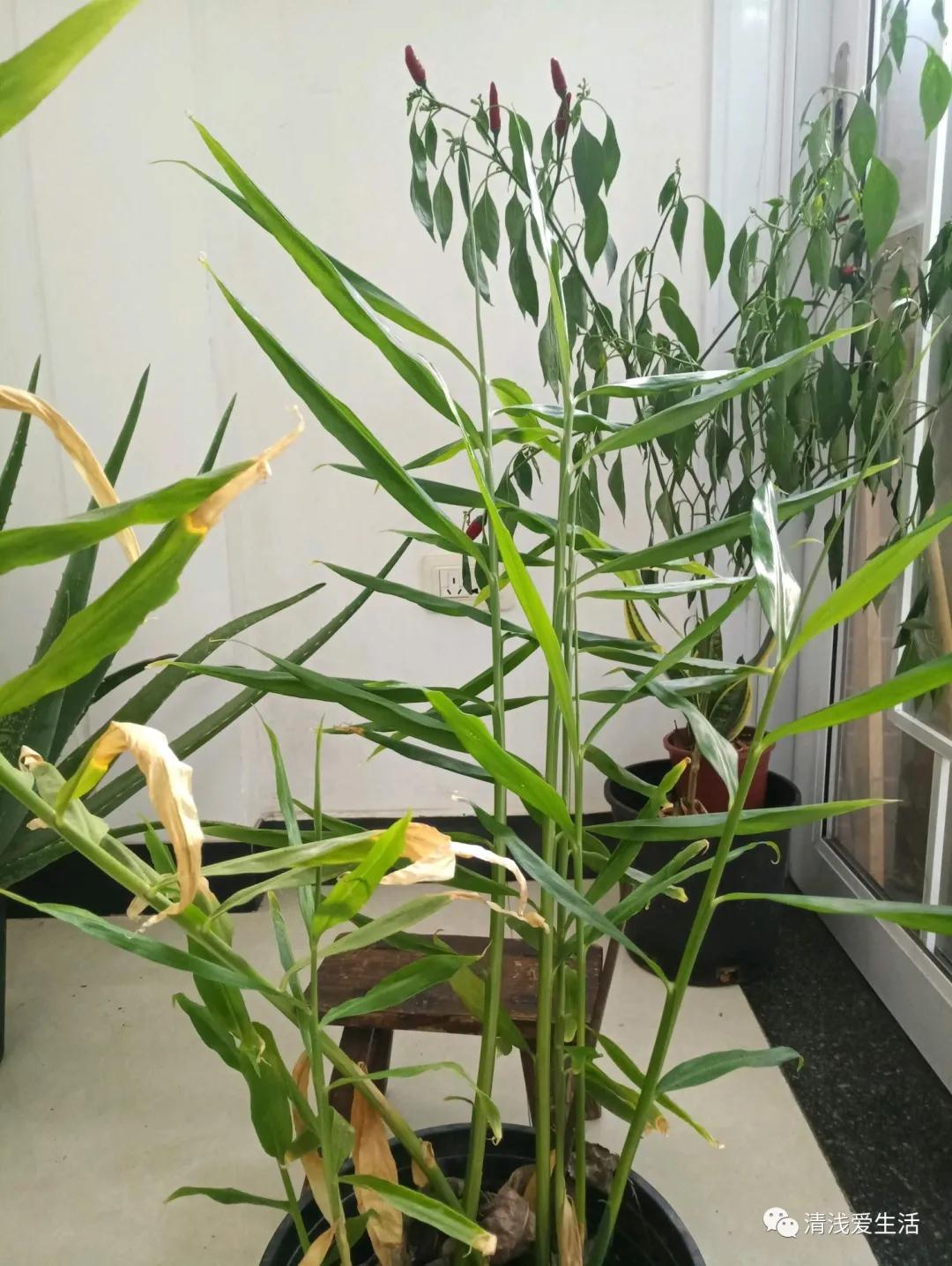 老桩库拉索芦荟怎么养,库拉索芦荟露天养殖方法