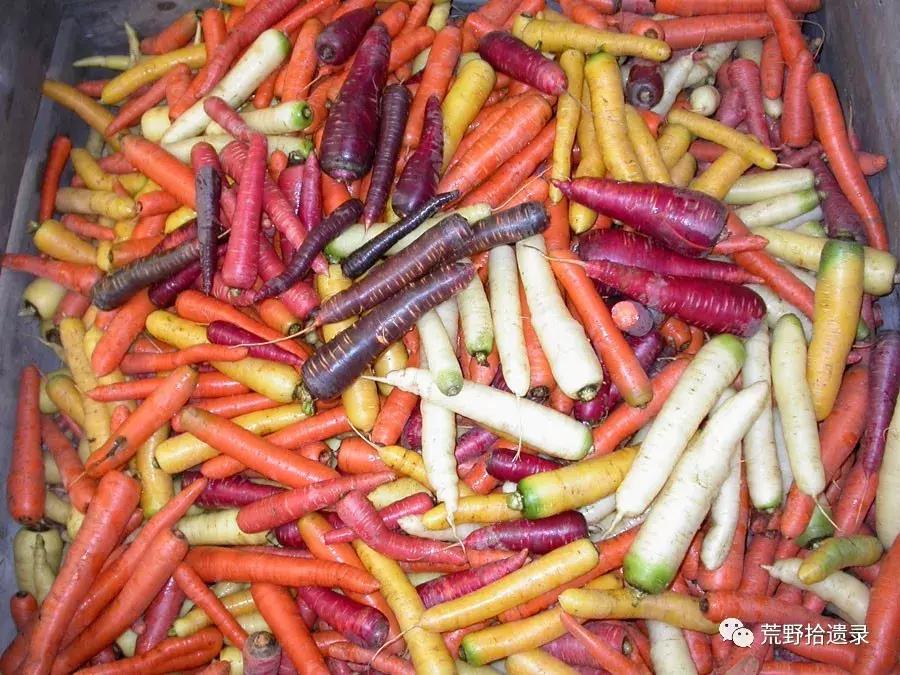 你知道胡萝卜是怎么来的吗,胡萝卜的演化史