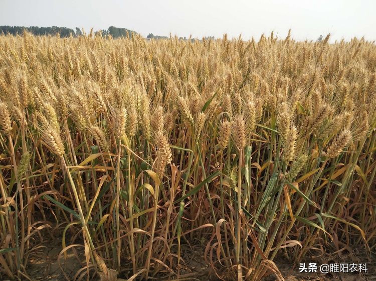 2023河南高产小麦品种排名前10名,2023年河南小麦品种产量排名