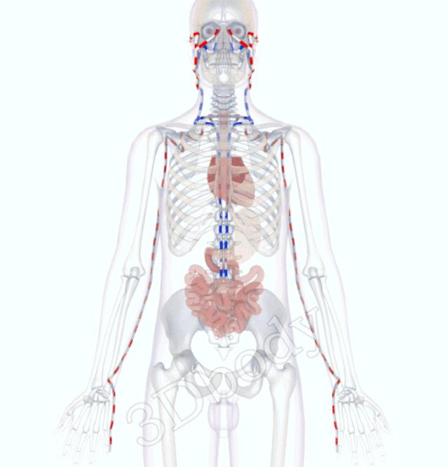 3d十四经络动态循行图,经络图3d动态图三焦经