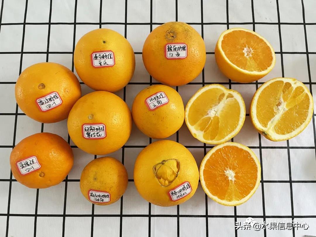 9种橙子,橙子正宗赣南脐橙测评