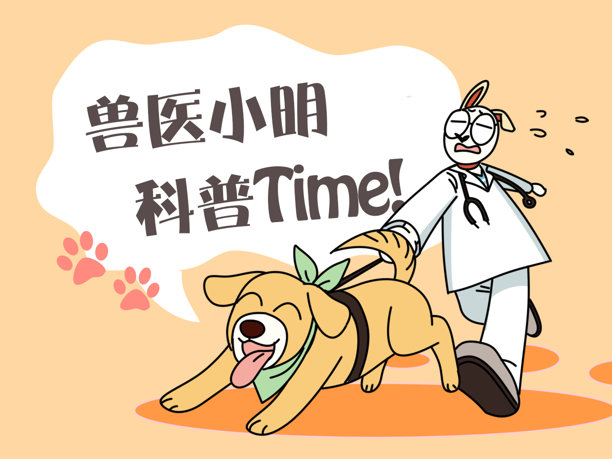 金毛幼犬身上长了小肉球,金毛长了一个外挂的肉疙瘩