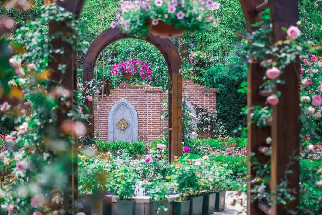 槽糕,是心动的感觉!这个神秘花谷正在悄然绽放!走,去拍照~