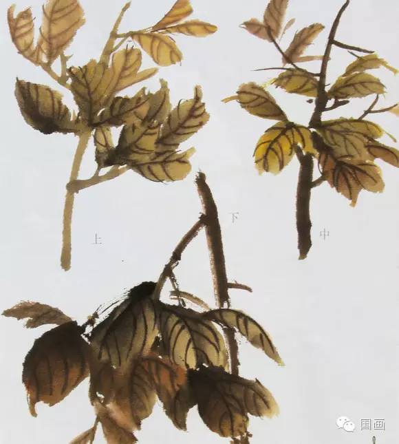 张克申写意牡丹画法教程,邵丹写意牡丹各阶段画法