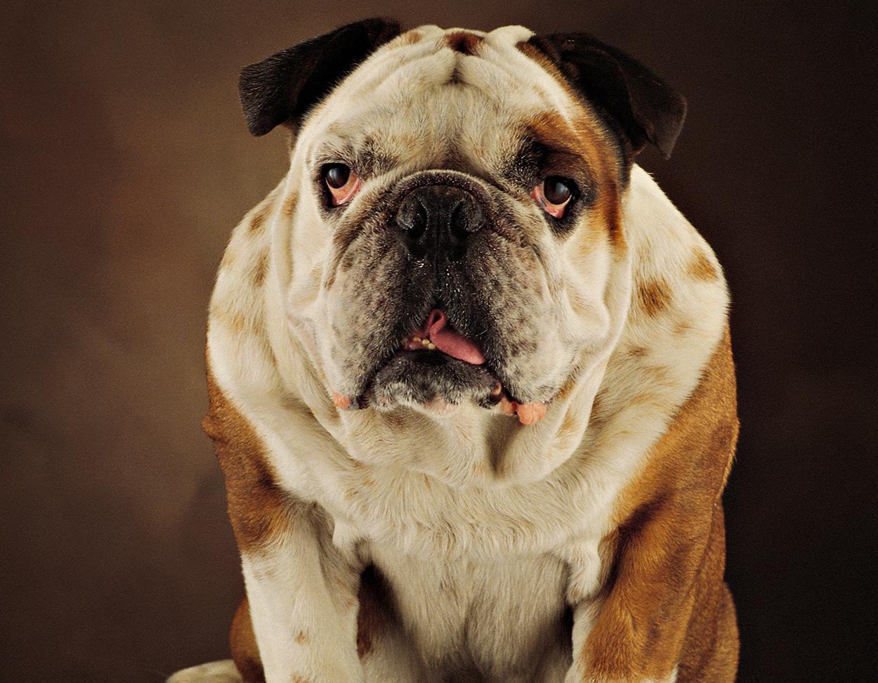 狗狗定点大小便晚上怎么办,狗狗会定点大小便