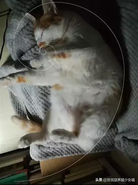 古代相猫学，相猫“十二要”，猫咪符合这12点就是顶级好猫