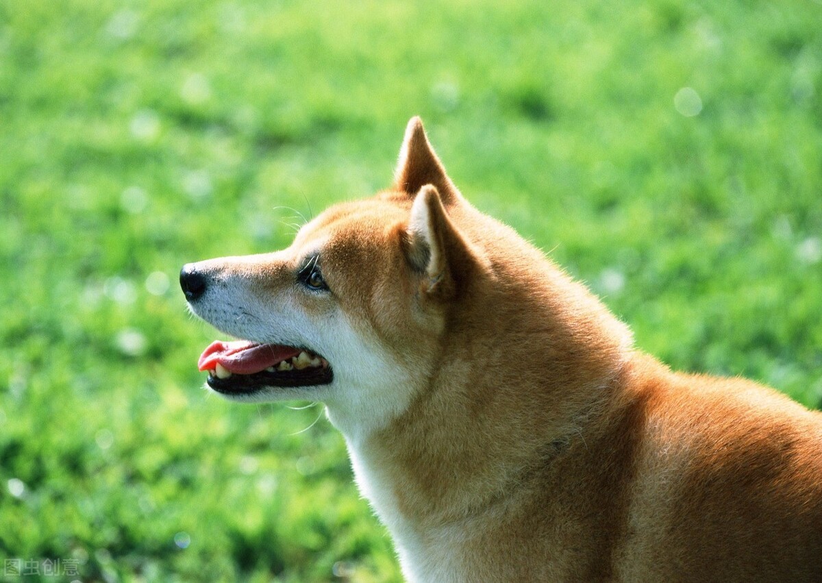 细小病毒什么症状怎么治疗,犬细小病毒症状排黄色粘液