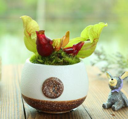 关于食虫植物的冷知识,哪种食虫植物效果好