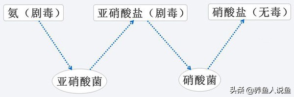 鱼缸怎么样培养硝化细菌更有效,鱼缸滤材培养硝化细菌真的有用吗