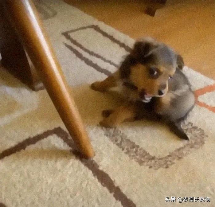 小狗狗捡回来后的成长,捡到一只小狗狗把它带回家