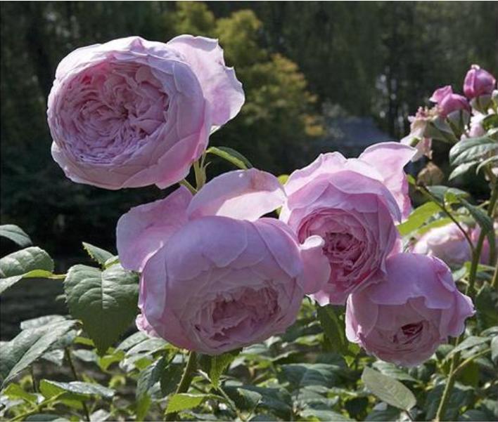 藤本月季自由精神的优缺点,藤本月季自由精神