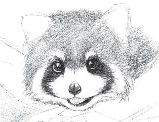 怎么画戴着红领巾的小熊猫,画一只小奶猫超级简单