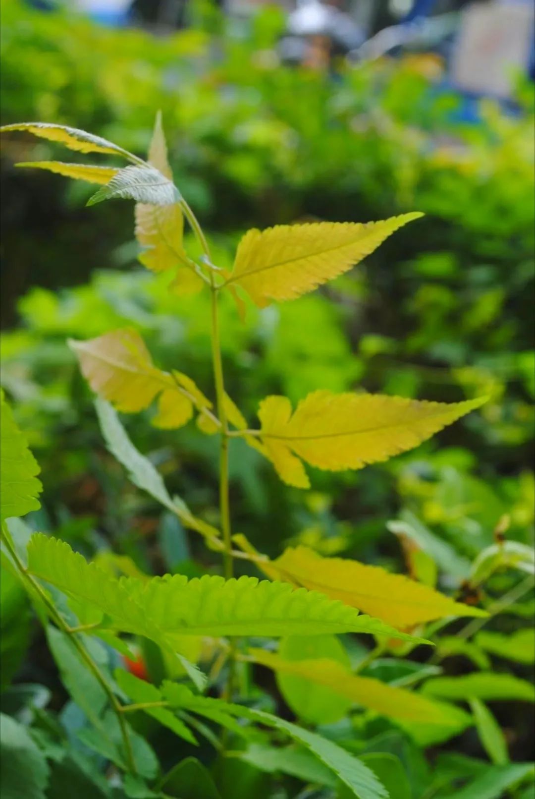 草木人间和燃冬,草木和人间