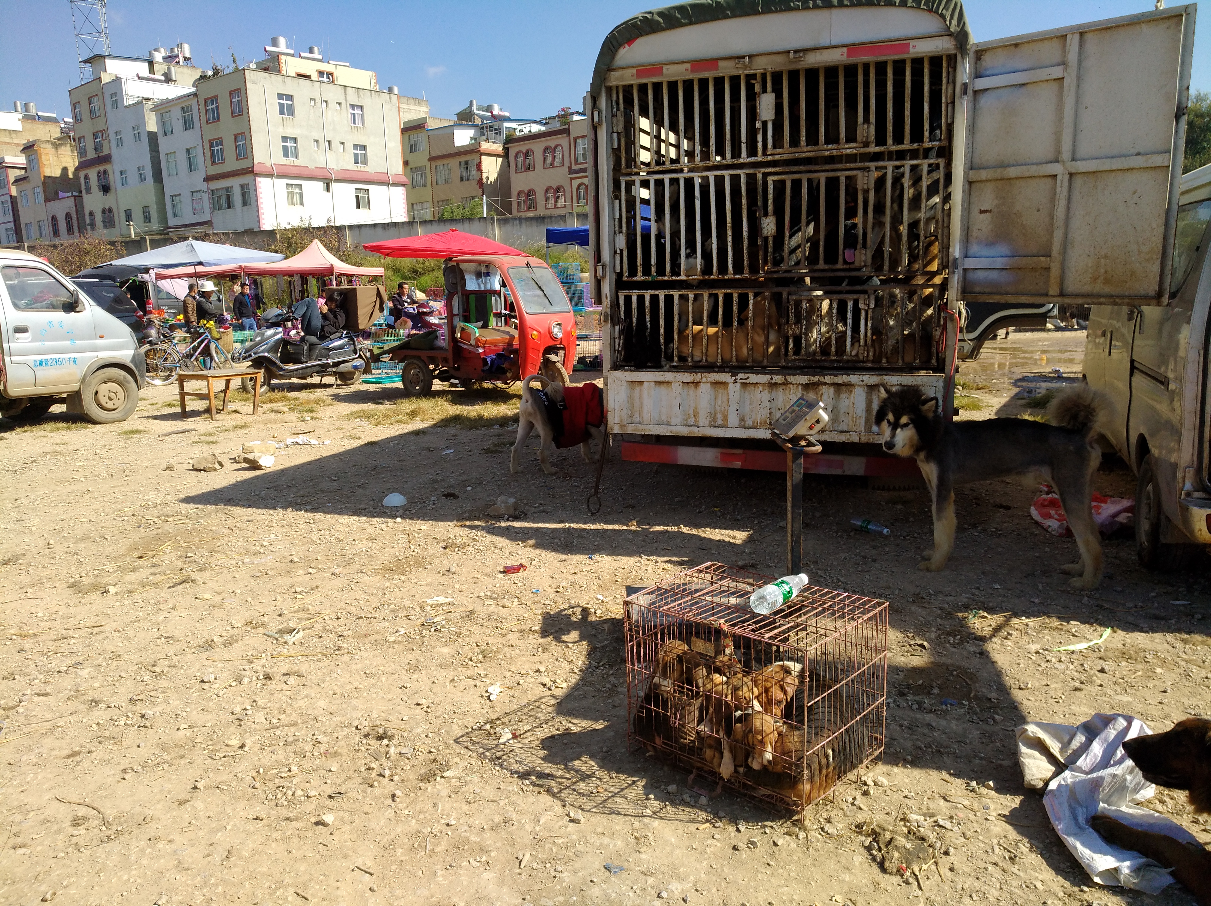 狗市是露天市场吗,狗市一般在哪