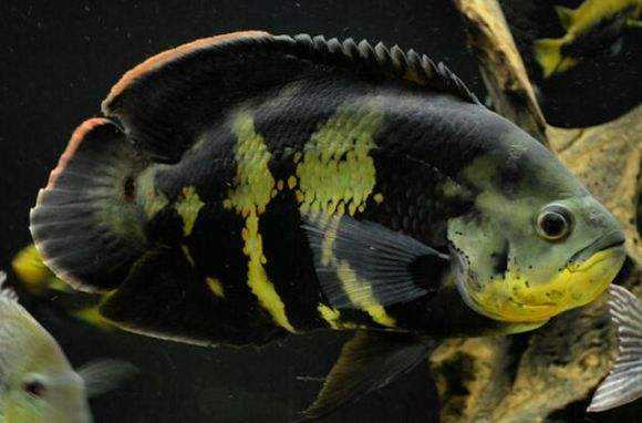 各个地图珍稀鱼,鱼百科大全图片