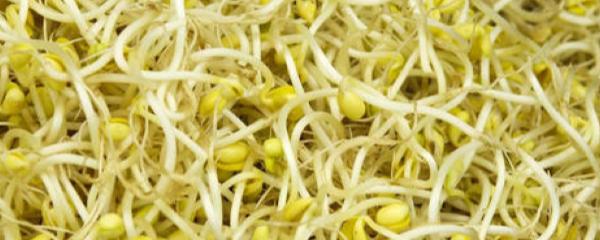 怎样发黄豆芽最快最有效,怎样发黄豆芽不会腐烂