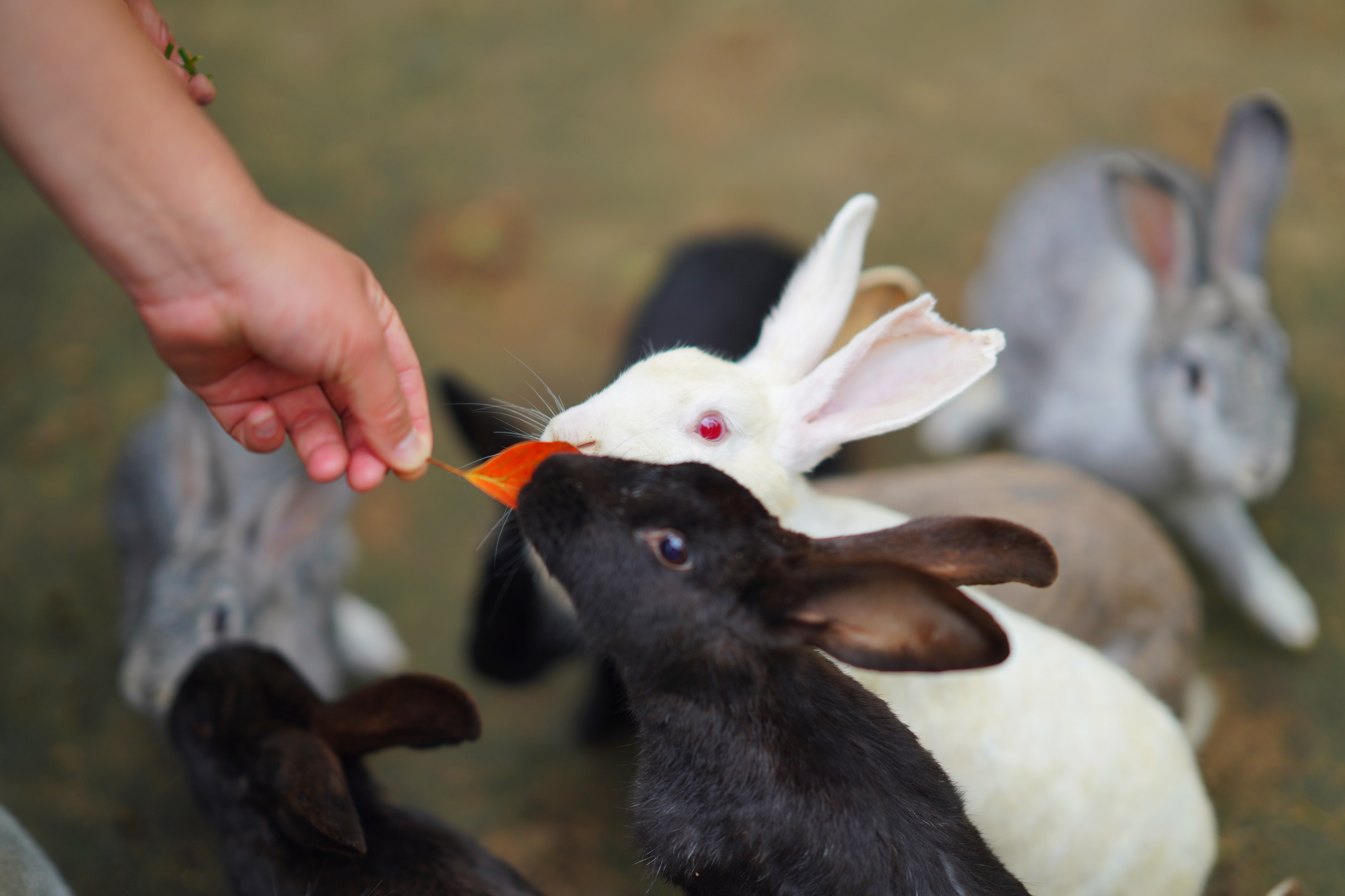 苏州特色民宿推荐,苏州最有特色民宿推荐