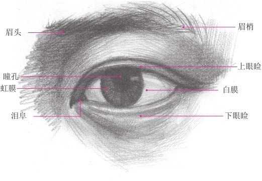 零基础怎样画最简单的素描教程,零基础的素描教程怎么画