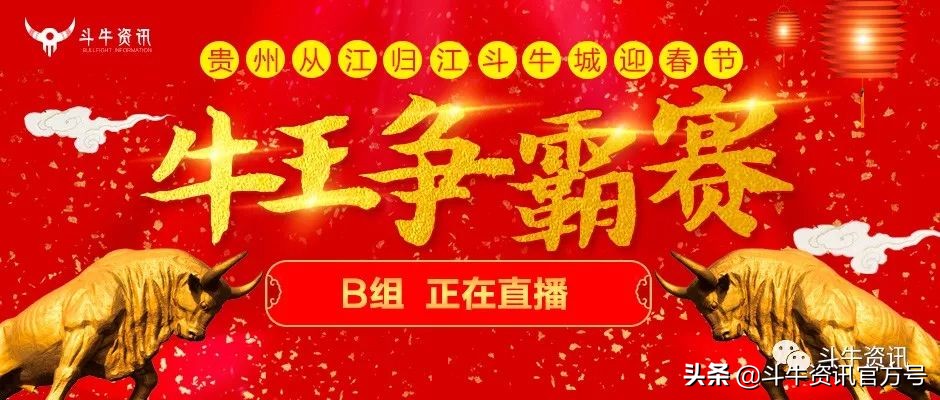 贵州甲定牛王斗牛赛,贵州斗牛牛王争霸赛2021