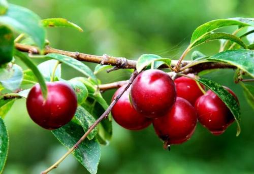 66元一斤钙果种植前景,浙江种植钙果哪里最好