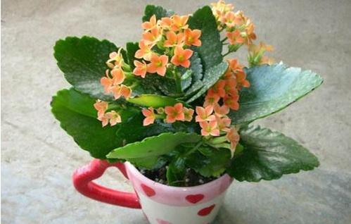 小盆养大花大盆养死花,小盆养大花大盆养死花什么意思