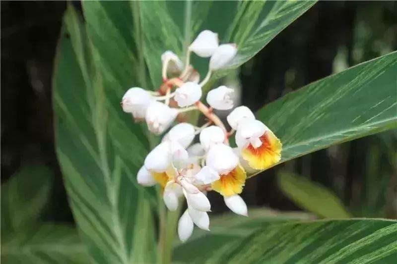 深圳5月哪里有花海看,深圳五一哪里可以看花海