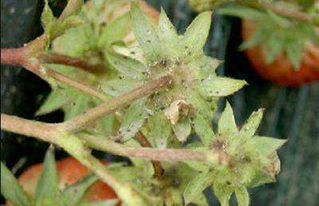 草莓大棚蚜虫用什么药剂,草莓白粉病防治特效农药