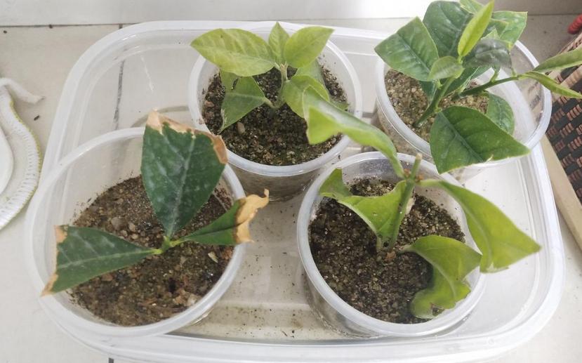 塑料瓶养花妙用大全,塑料瓶养花好还是玻璃瓶养花好