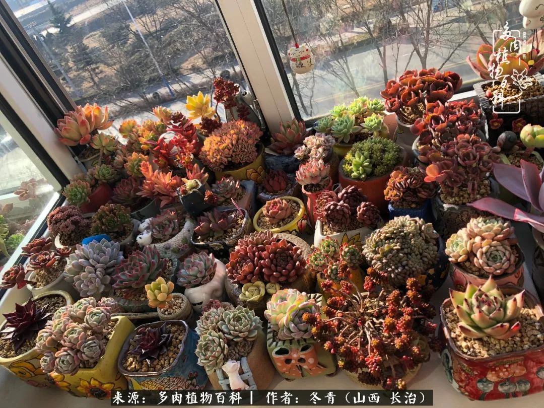 新手养的多肉怎么管理好看,阳台养多肉正确方法