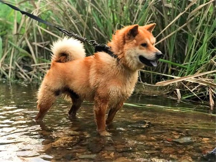 农村养狗不拴狗绳违法吗,家庭养狗及遛狗有何规定