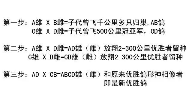 两个鸽子怎么配对,一对种鸽如何快速繁殖