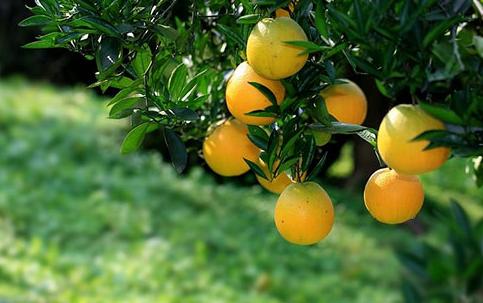 最新最有前景的柑橘新品种,真正有前景的柑橘新品种有哪些
