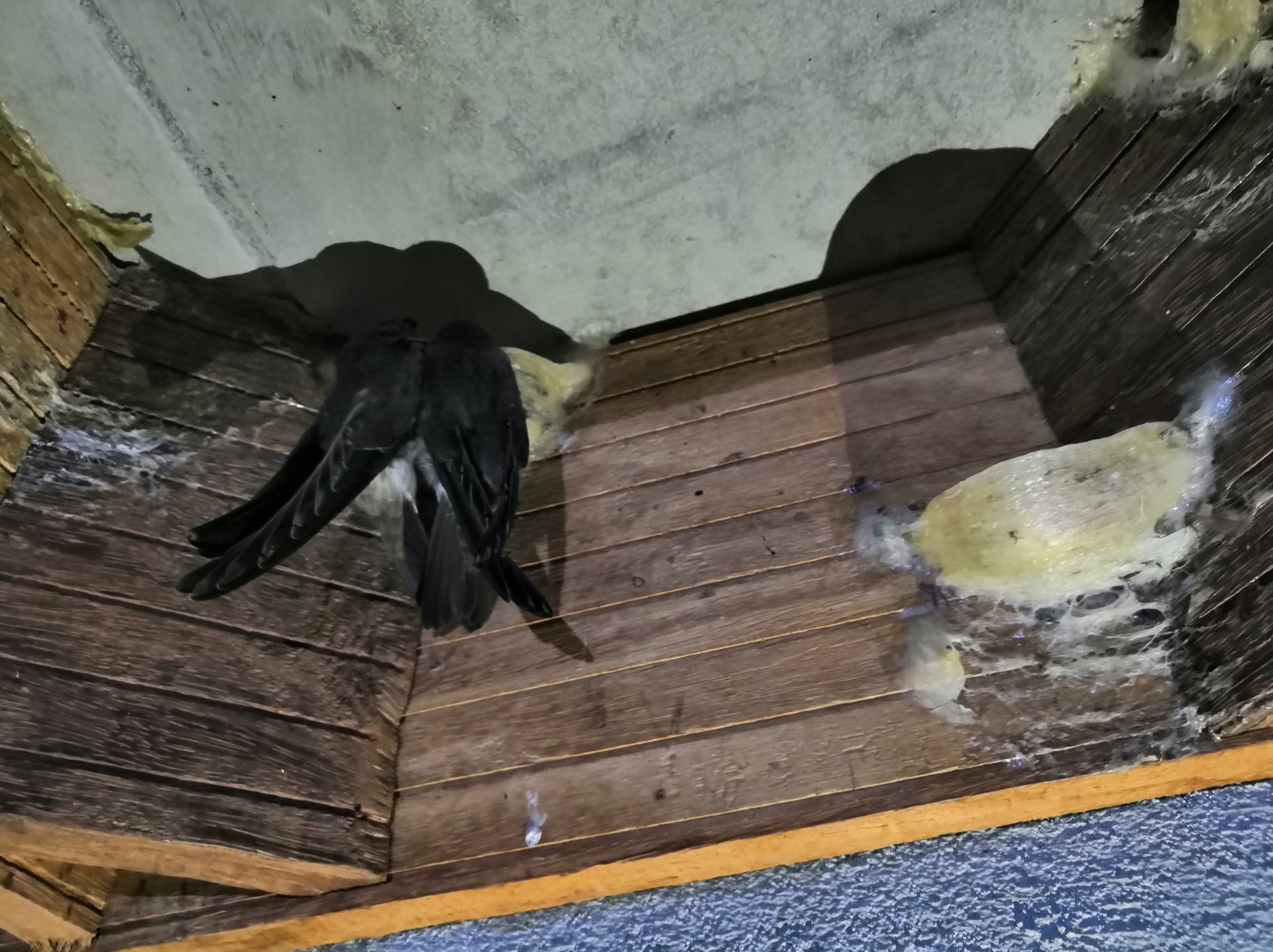 老婆怀孕我去照顾她家,老婆怀孕了我在外面打工