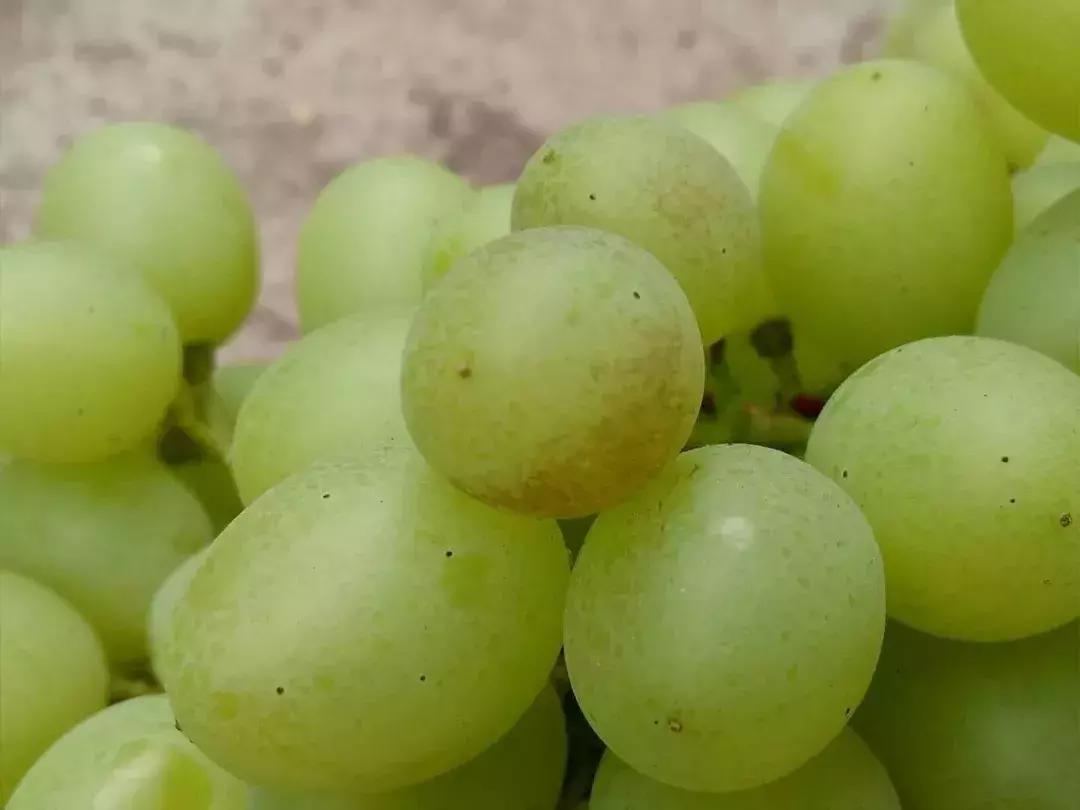 葡萄发黑果子不长是什么原因,葡萄长不大黄叶是怎么回事