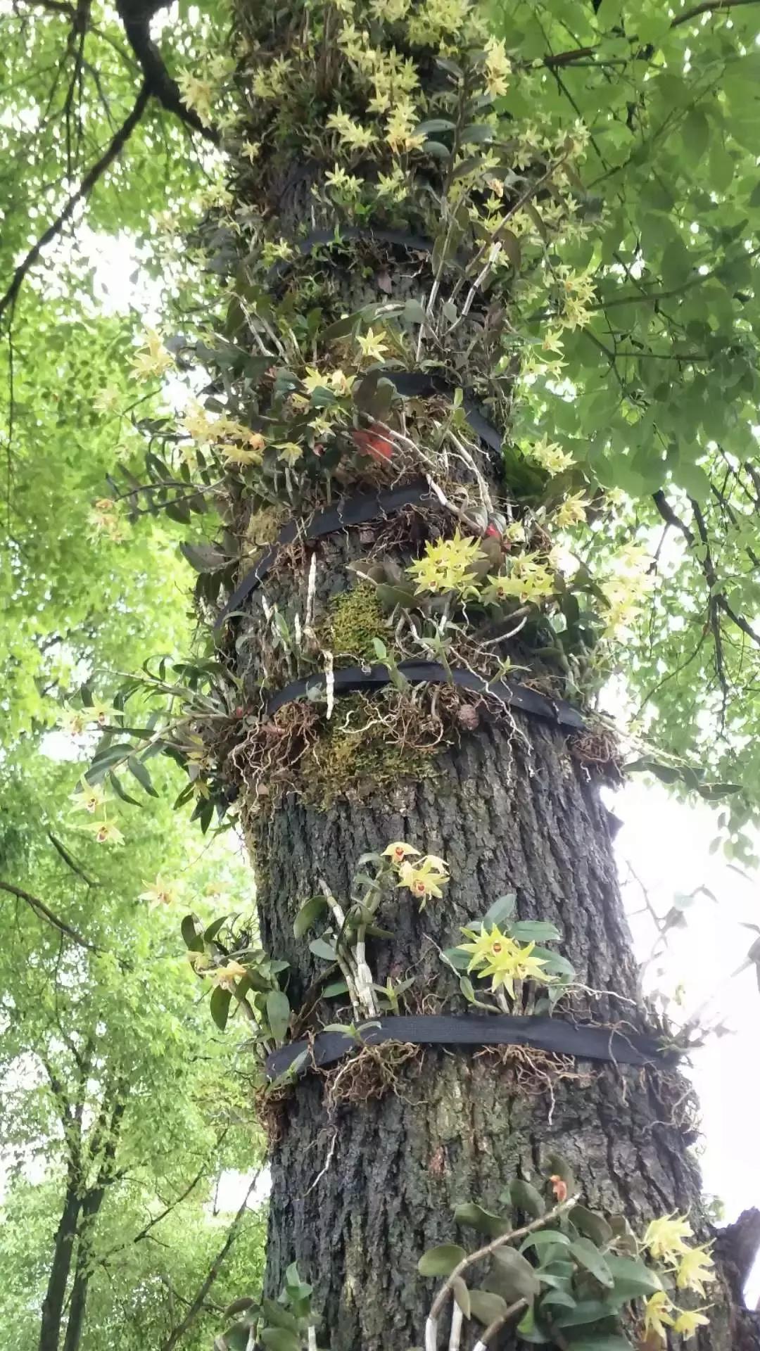 2022年寿仙谷杯省运会,寿仙谷比赛