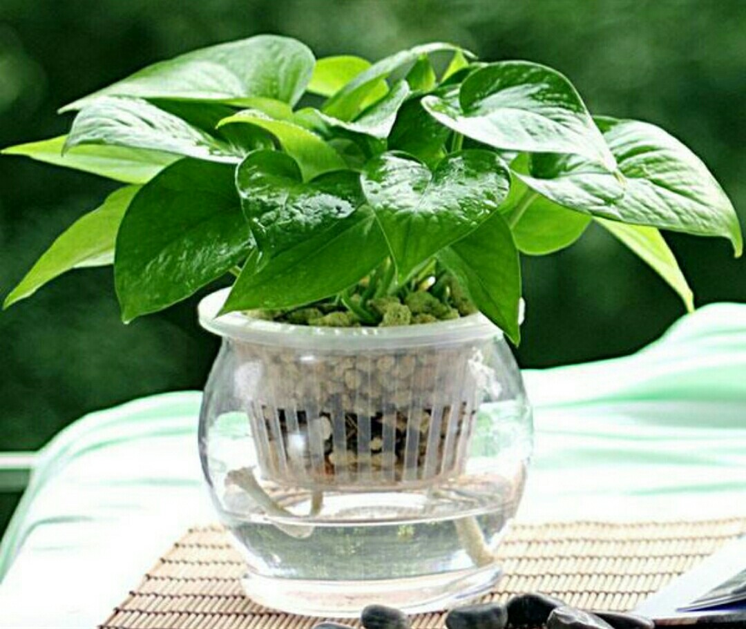 水培养花养鱼新手技巧图解,水培养花知识大全与技巧