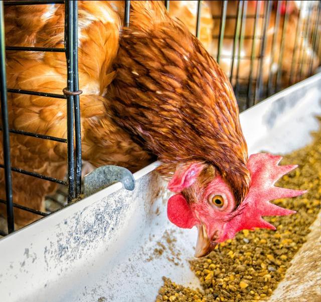 初产蛋鸡采食量下降的生理因素,冬季蛋鸡采食量下降产蛋率下降