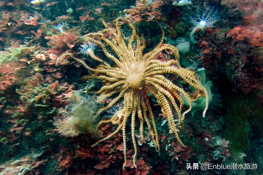 40种奇葩的海星,18种恐怖的海星