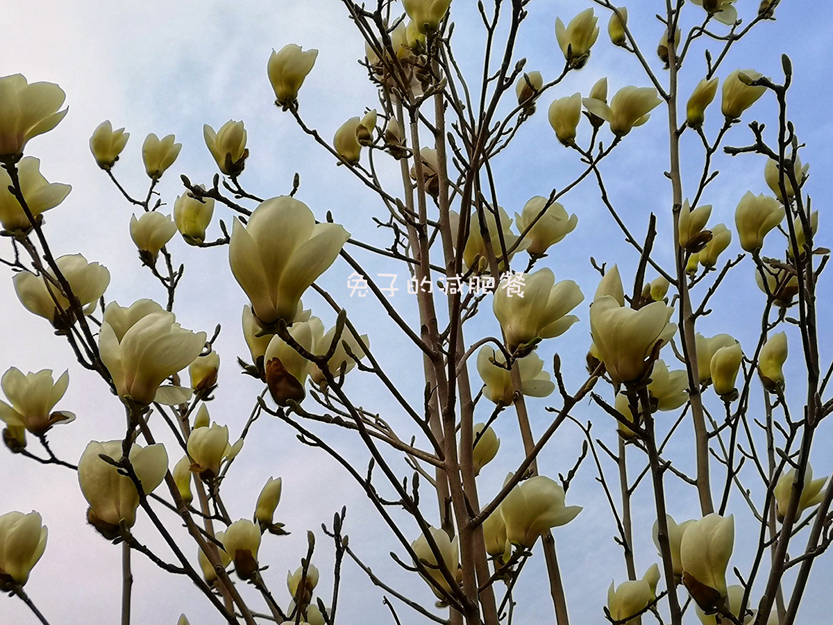 春天不懂吃这花儿亏了,是花也是菜,焦香酥脆,比小酥肉还香