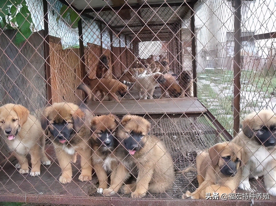 肉狗养殖业的发展前景是什么,肉狗养殖的前景如何哪里有狗苗