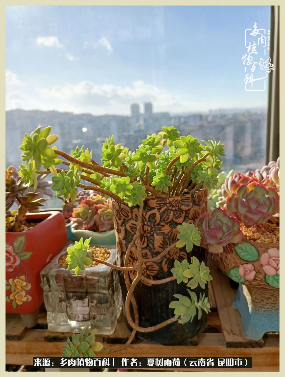 自从养了多肉有了窗台想要个阳台,养多肉10年多