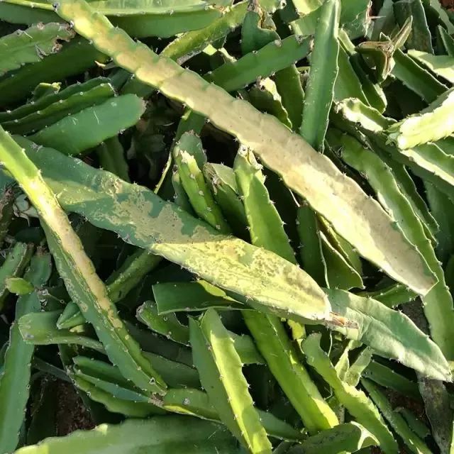 火龙果解药有效果吗,火龙果受伤后愈合的全过程