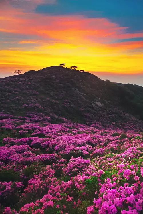 中国十大名花惊艳千年,中国十大名花美极了