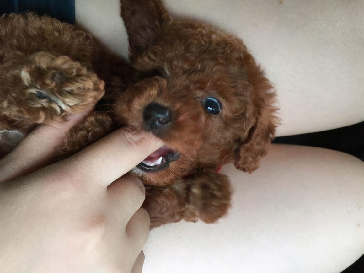 公泰迪为什么变得脾气暴躁爱咬人,泰迪有点咬人