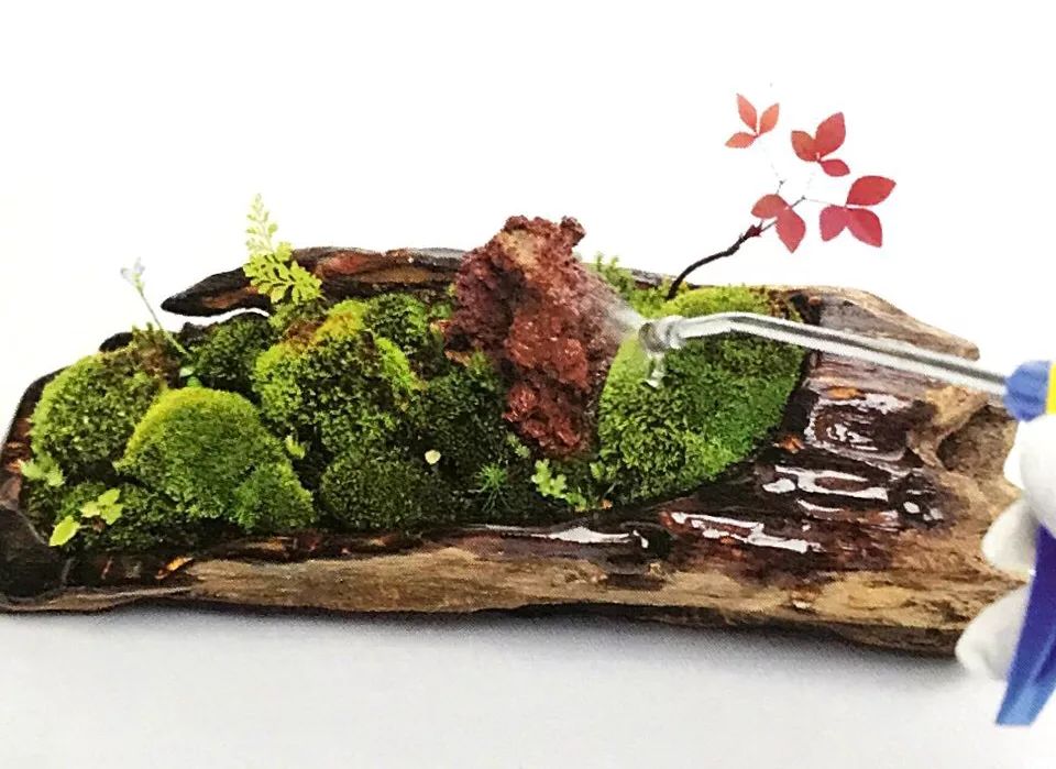枯木也能逢春，仅需要一点点苔藓，将其制作成为独特的苔藓盆景！